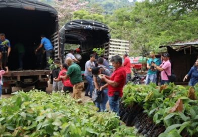 Entregaron más de 19.000 plántulas a productores de Bucaramanga