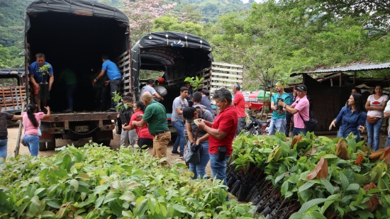 Entregaron más de 19.000 plántulas a productores de Bucaramanga